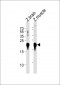 DANRE park7 Antibody (C-term)
